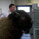 “Buddy the Bison” (Screenshot: Bravo)